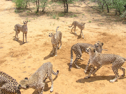 Harnas Wildlife Foundation