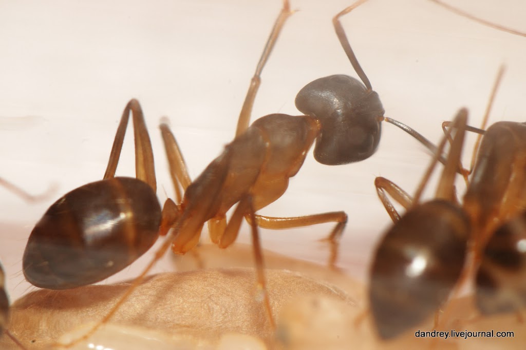 У муравьев столько же сестер сколько. Муравьиные лапки. Конечности муравья. Лапы муравья.