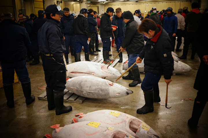 sold tuna at tsukiji fish market