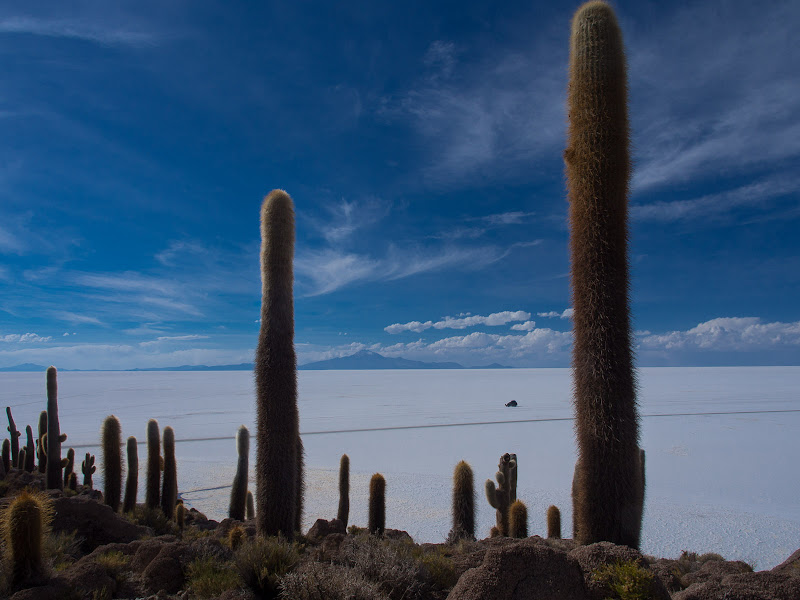 Cactus gegants a l'illa d'Incahuasi, amb el volcà Tunupa al fons, darrere el Salar