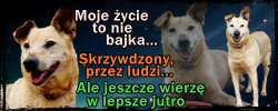 hef1.png