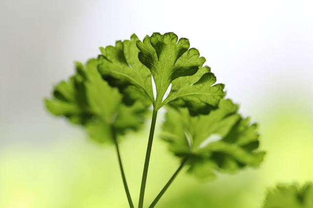 closeup of parsley sprig