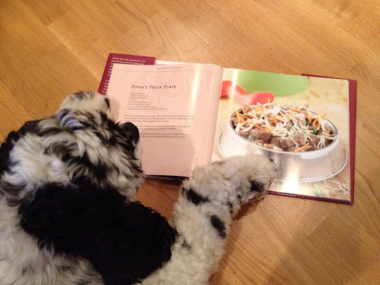 Charlie brown, American cocker spaniel, reading dog cook book