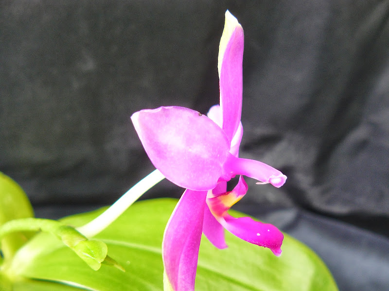 Phalaenopsis violacea  P1030823