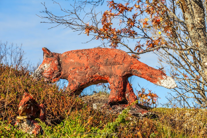 Stone fox in Norway. Photographer Benny Høynes