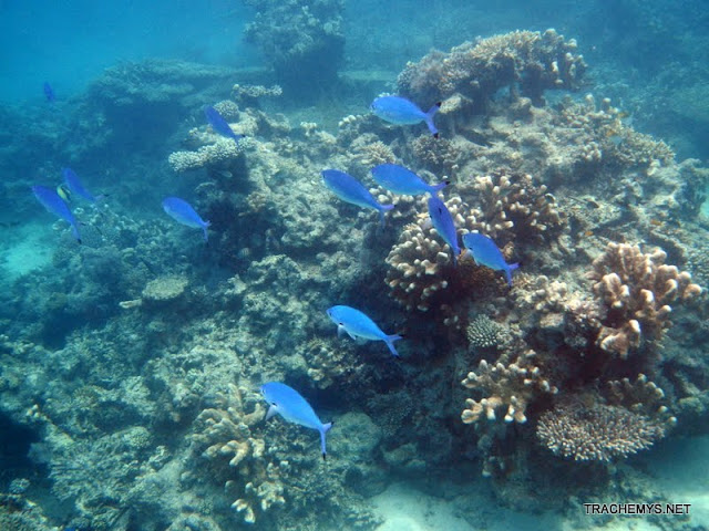 Mayotte (divers) DSCN1257