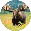 Moose Scrapper