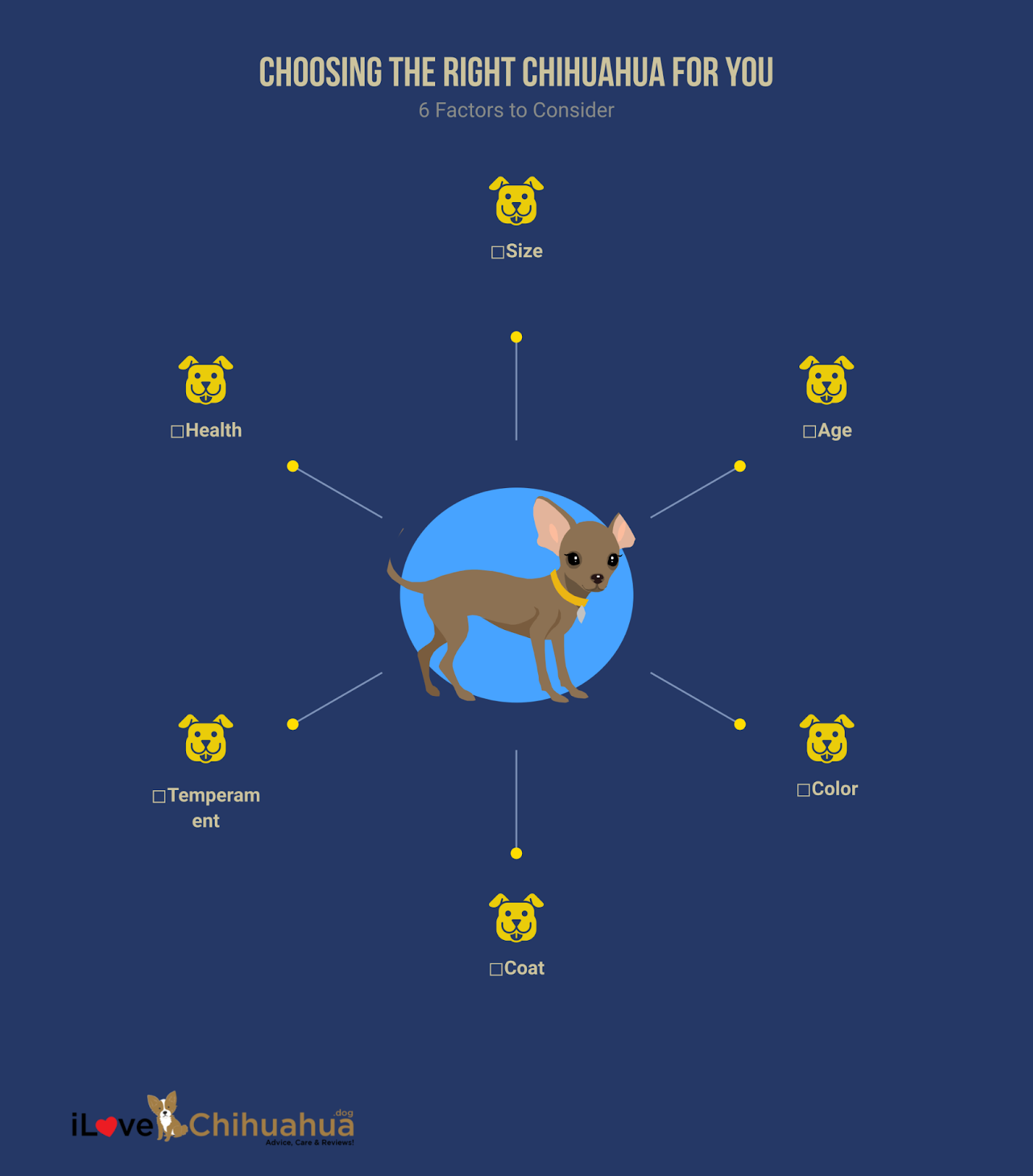 Choosing the Right Chihuahua for You
