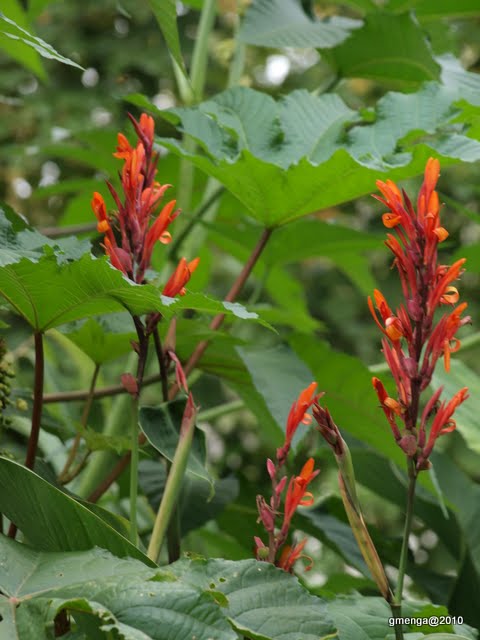 fleurs de Canna indica - Balisier