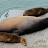 Seals at Santa Cruz Wharf