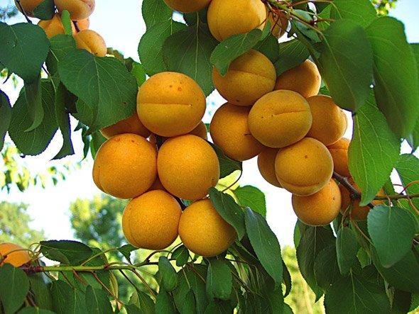 Ветка абрикосового дерева с плодами