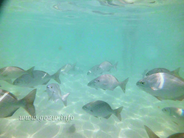 羅坦島 - 宏都拉斯
