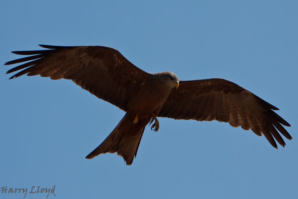 IMAGE: https://lh5.googleusercontent.com/-ry3zhMXOAms/UD2Z6_akd6I/AAAAAAAAMCQ/qIR8IFxPMPw/s1024/IMG_1900.jpg