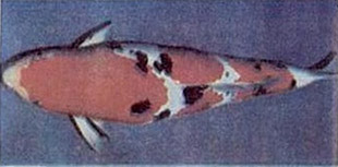 Jenis Ikan Koi TAISHO-SANKE Jenis Ikan Koi TAISHO-SANKE - pusber.com