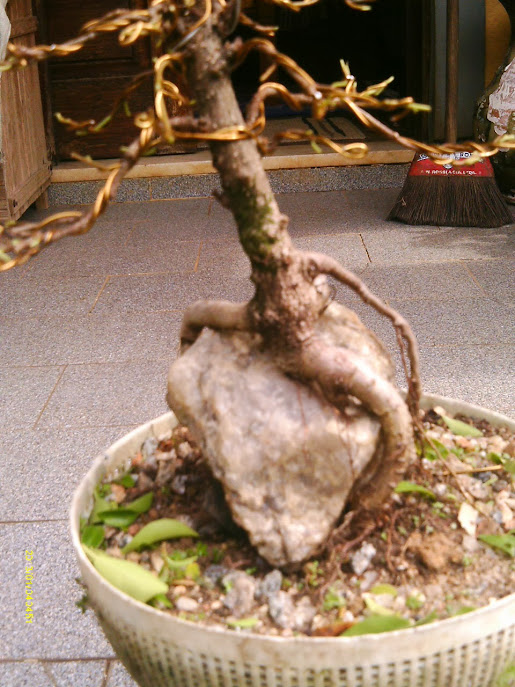 Ficus Microcarpa , Raiz sobre pedra... IMAG0108