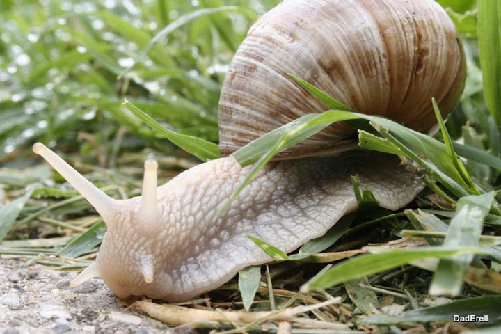 Escargot.