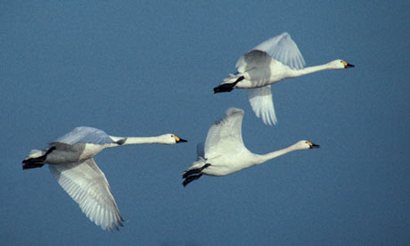 https://lh5.googleusercontent.com/-s6jukC6jYBM/UI4EFPTeG3I/AAAAAAAAJ84/yJl5R0LYwvY/s460/Bewick-swans-in-flight-001.jpg