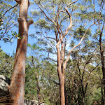 Large gums among the boulders (235541)