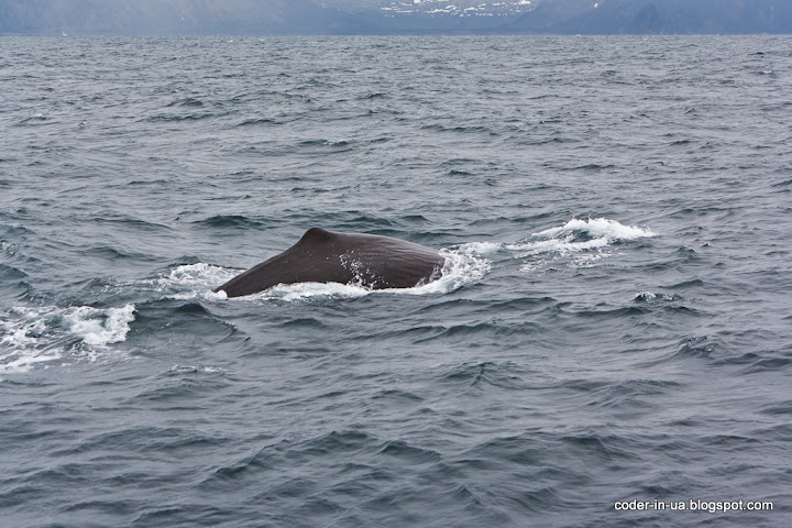 норвегия.анденес.китовое сафари