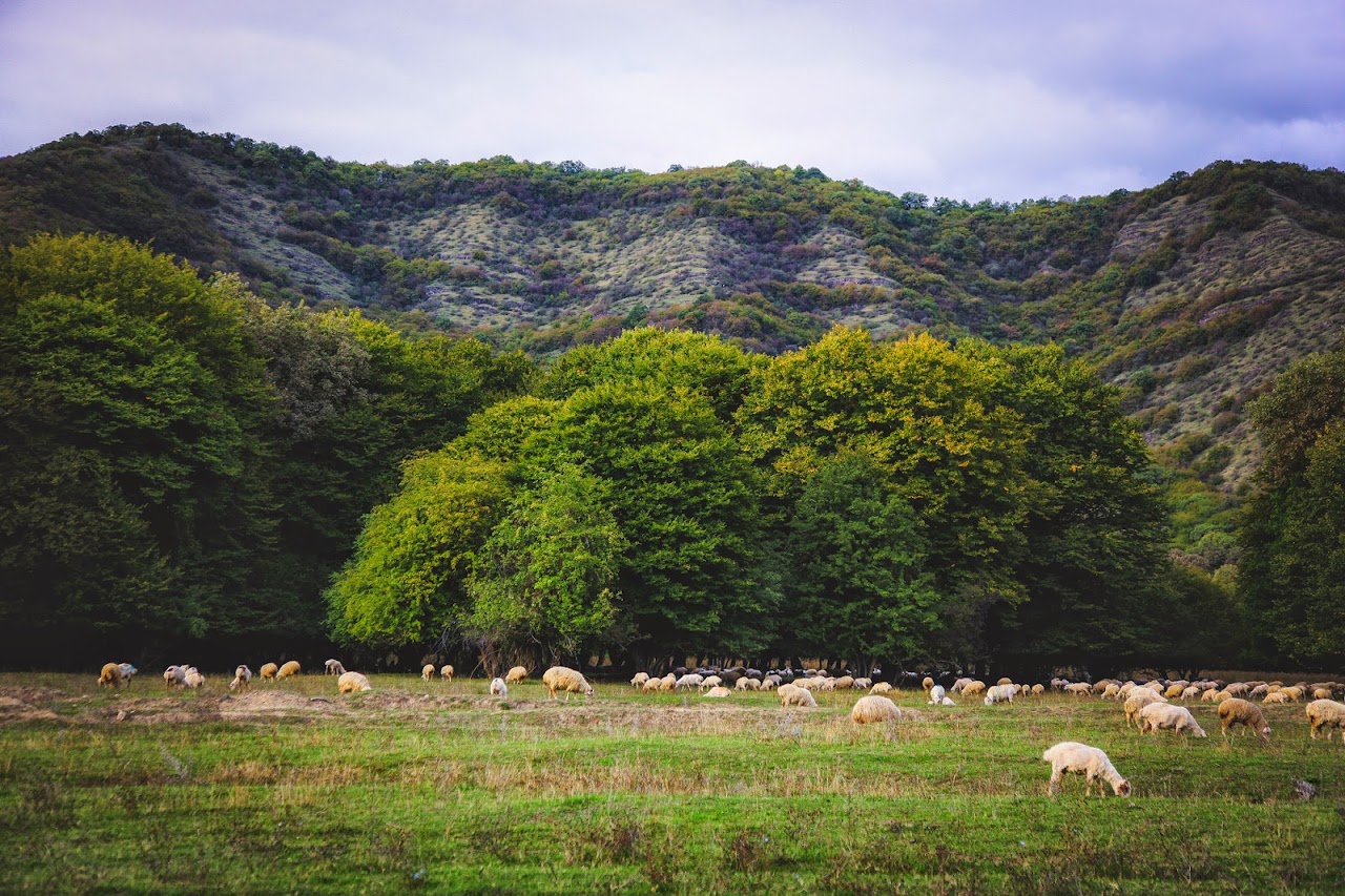 Грузия (Казбеги, Тбилиси, Кахетия) октябрь 2014 года. 10 дней без штопора