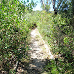 A section of the Geebung track more overgrown then most (250150)