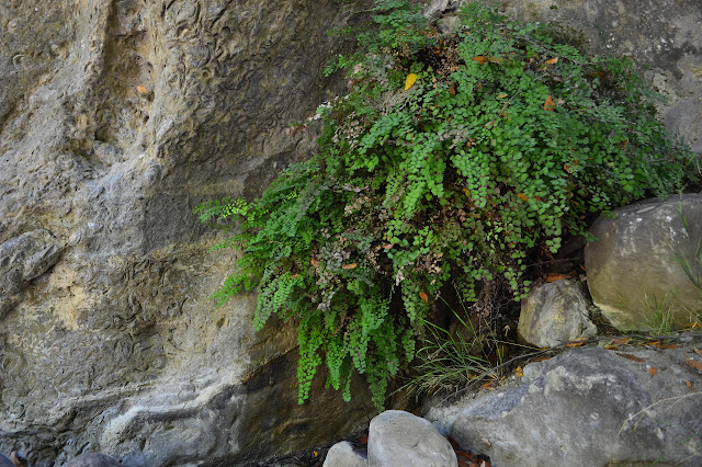 squiggly lines in the rock from clam shells beside a fern