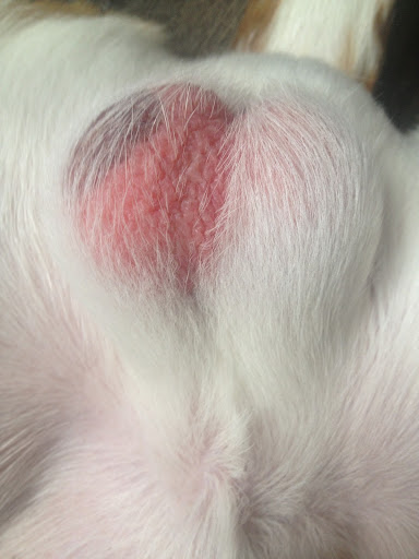 Veterinary Practice My Dog Has A Red Rash On His Balls
