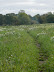 Meadows near Hempstead