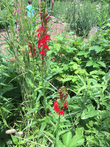 Nature Preserve «Crabtree Nature Center», reviews and photos, 3 Stover Rd, Barrington, IL 60010, USA