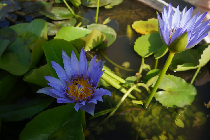 Китай, Вьетнам, Камбоджа и Тайланд на Новый Год 2013