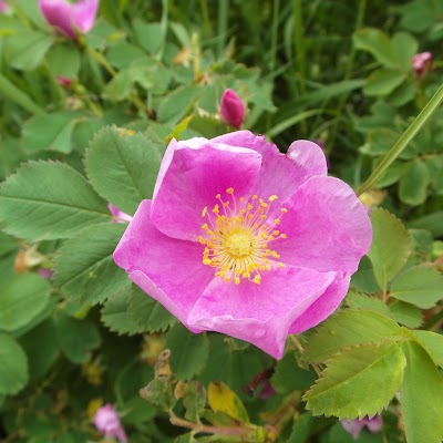 Photos of Firerock Campground