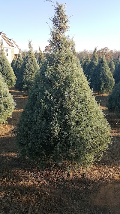 Photos of Bottoms Christmas Tree Farm