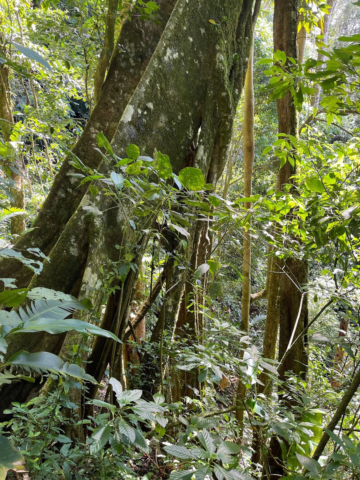 Gigantic Ficus, in Valle Escondido Reserve