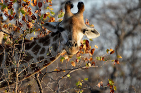 Wildlife Photos of Giraffe (South Africa)