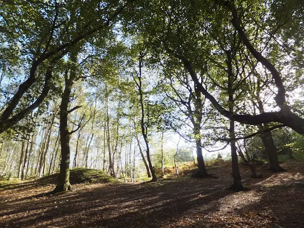 Mardley Heath woodland