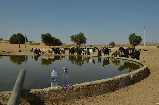 Thar Desert