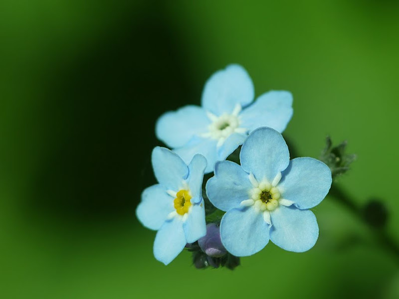 Petite fleur bleue G1240474