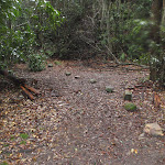 Rocks lining track through Victory Track clearing (148932)