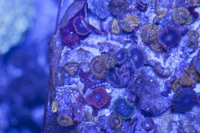 CRW 3934 - zoas and palys-  lps - sps - nightmares and people eaters!