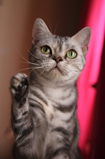 American Shorthair Quicky%2520%252815%2529%2527