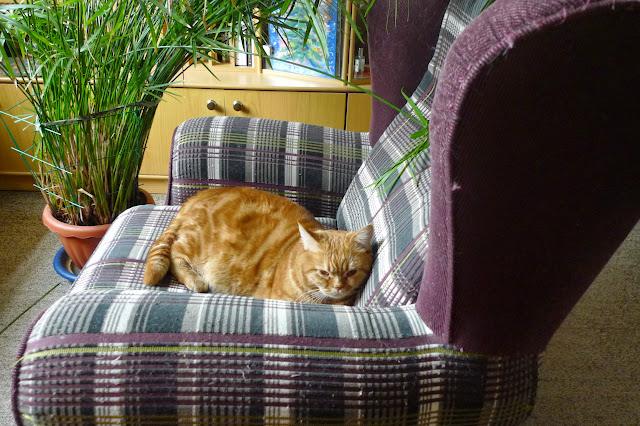 Поговорим о кошках32