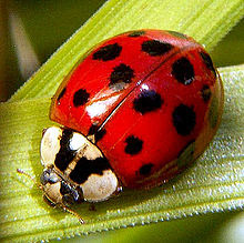 Introduction Of Asian Ladybirds Into Europe Serious Mistake