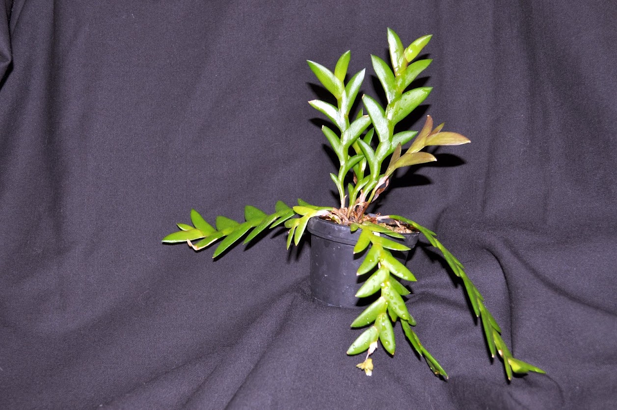 Dendrobium nathanielis DSC_0011