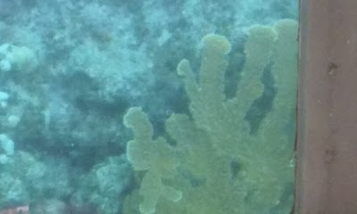 Photos of Freeport Reef