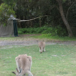 Locals at Kylies Beach camping ground