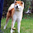 Akita inu puppies for sale melbourne