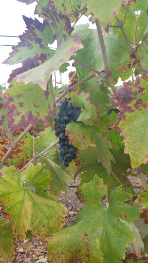 Winery «Vezér Family Vineyard - Blue Victorian», reviews and photos, 5071 Suisun Valley Rd, Fairfield, CA 94534, USA