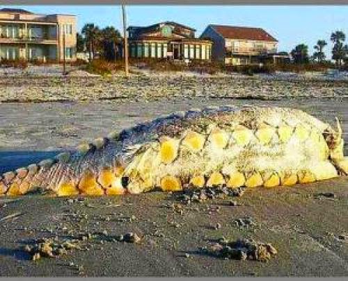 Bizarre Giant Sea Monster Mystery On S C Beach