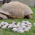 Kaplumbağa Ailesi
