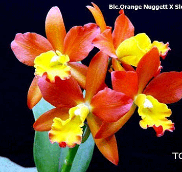 Растения из Тюмени. Краткий обзор - Страница 11 Blc_Orange-NuggetTOP-235-z